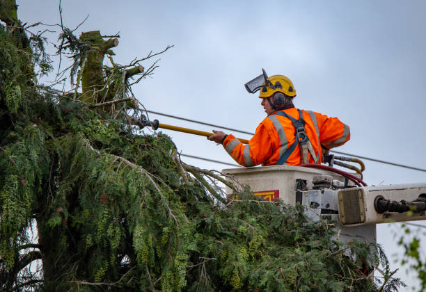 How Our Tree Care Process Works  in  Guttenberg, IA